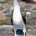 Blue-footed Booby